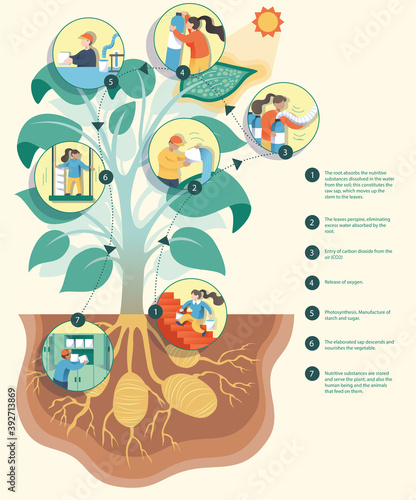 Diagram showing process of photosynthesis illustration. Illustration for children explaining how plants take nutrients from the earth and the sun.