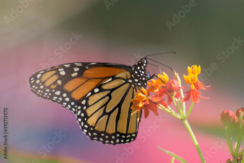 Butterfly 2019-248 / Monarch butterfly (Danaus plexippus)