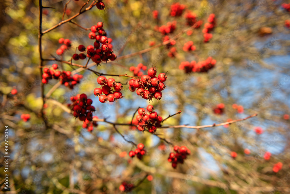 Hawthorn red berries also known as Crataegus in a sunny winter day Hawthorn red berries also known as Crataegus in a sunny winter day