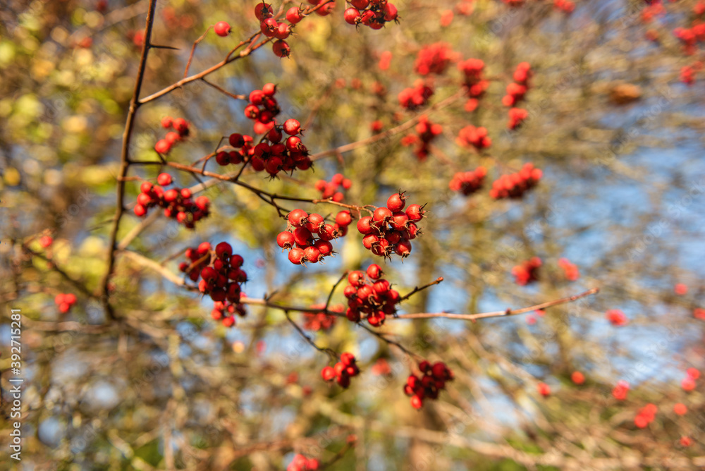 Hawthorn red berries also known as Crataegus in a sunny winter day Hawthorn red berries also known as Crataegus in a sunny winter day