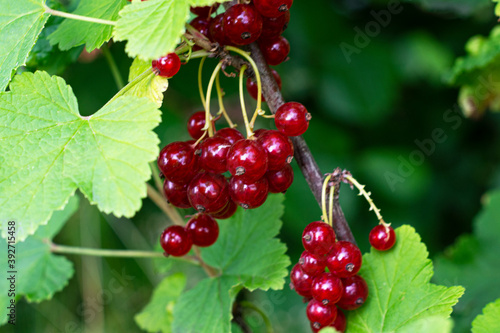 Close-up of ripe redcurrant berries ready to be picked