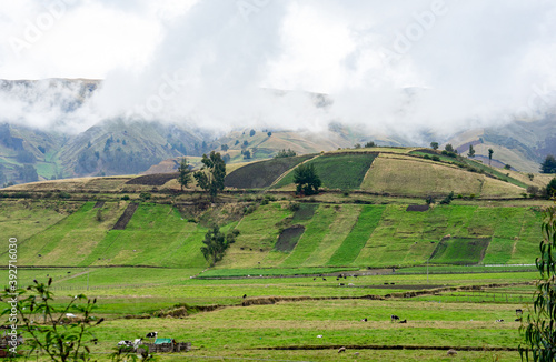 Ecuador, potato plantation in a  very steep green field. Near the Chimborazo National Park.