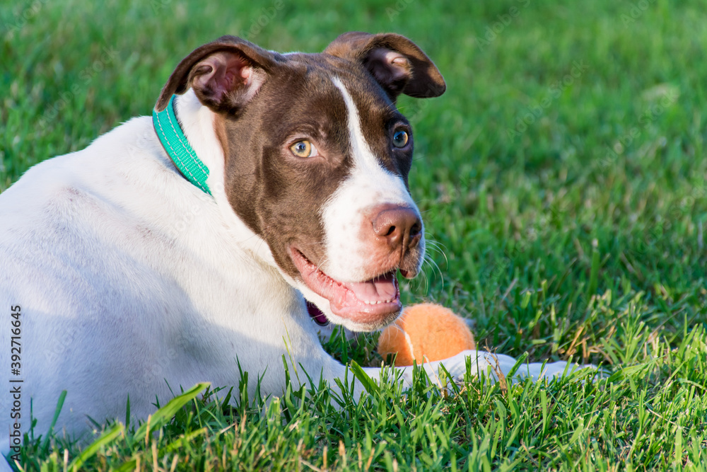 American Bulldog puppy laying in the grass with an orange tennis ball American Bulldog puppy laying in the grass with an orange tennis ball