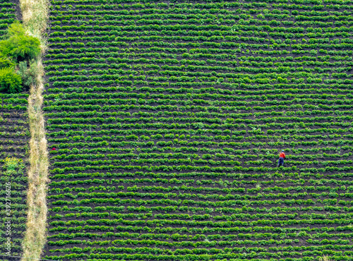 Ecuador, farer works in potato plantation in a  very steep green field. Near the Chimborazo National Park.