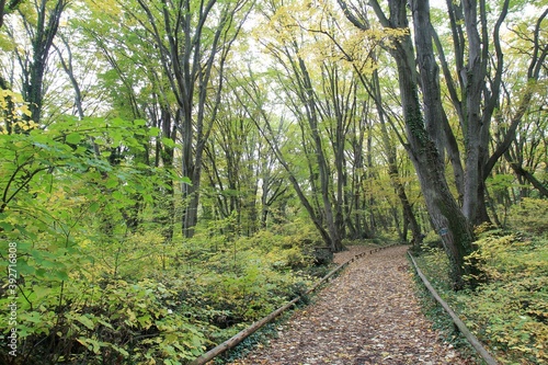 Path with fallen leaves in the autumn forest