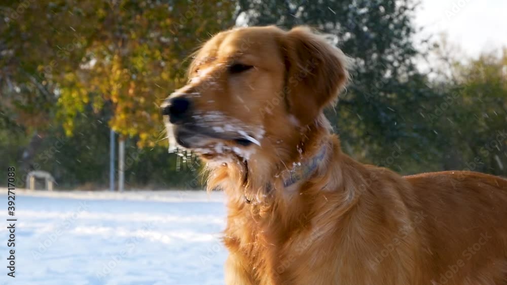 golden retriever in the park