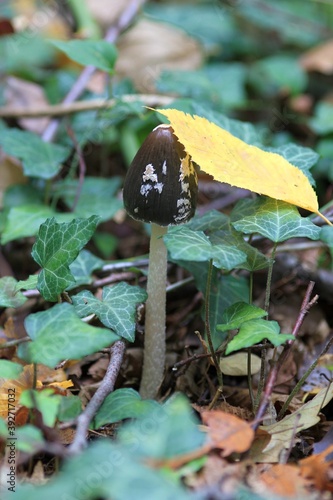 Brown-capped mushroom Amanita ceciliae in the autumn forest photo