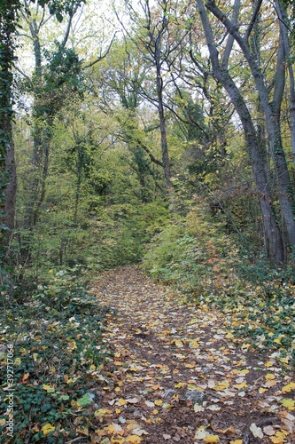 Path with fallen leaves in the autumn forest