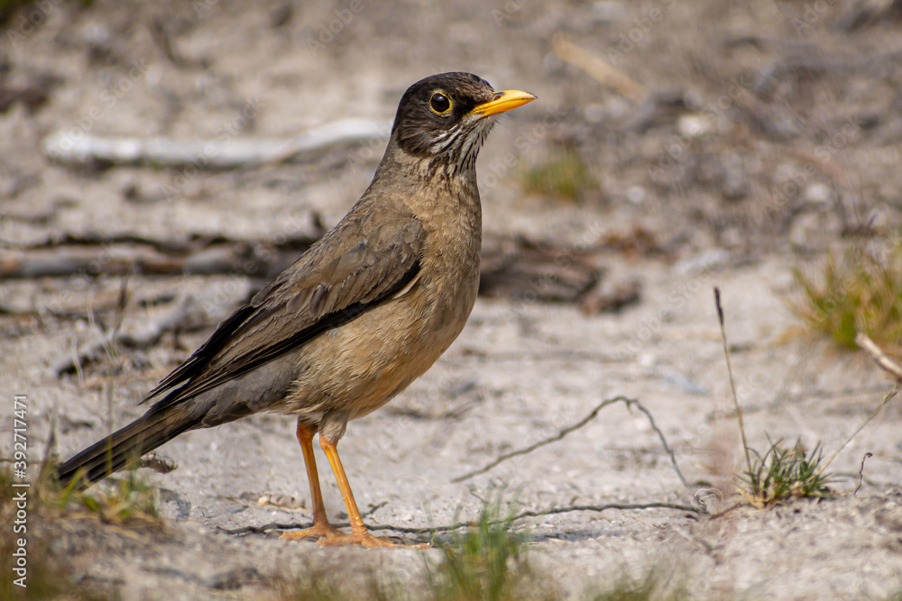 ave parada sobre el suelo buscando que comer. El zorzal patagónico, zorzal (Turdus falcklandii) o huilque ave parada sobre el suelo buscando que comer. El zorzal patagónico, zorzal (Turdus falcklandii) o huilque