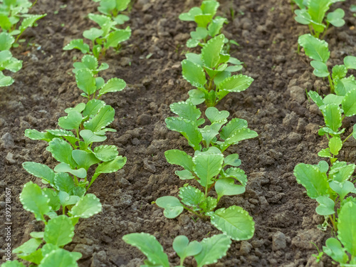 Radish plants with water drops on the green leaves, growing in soil