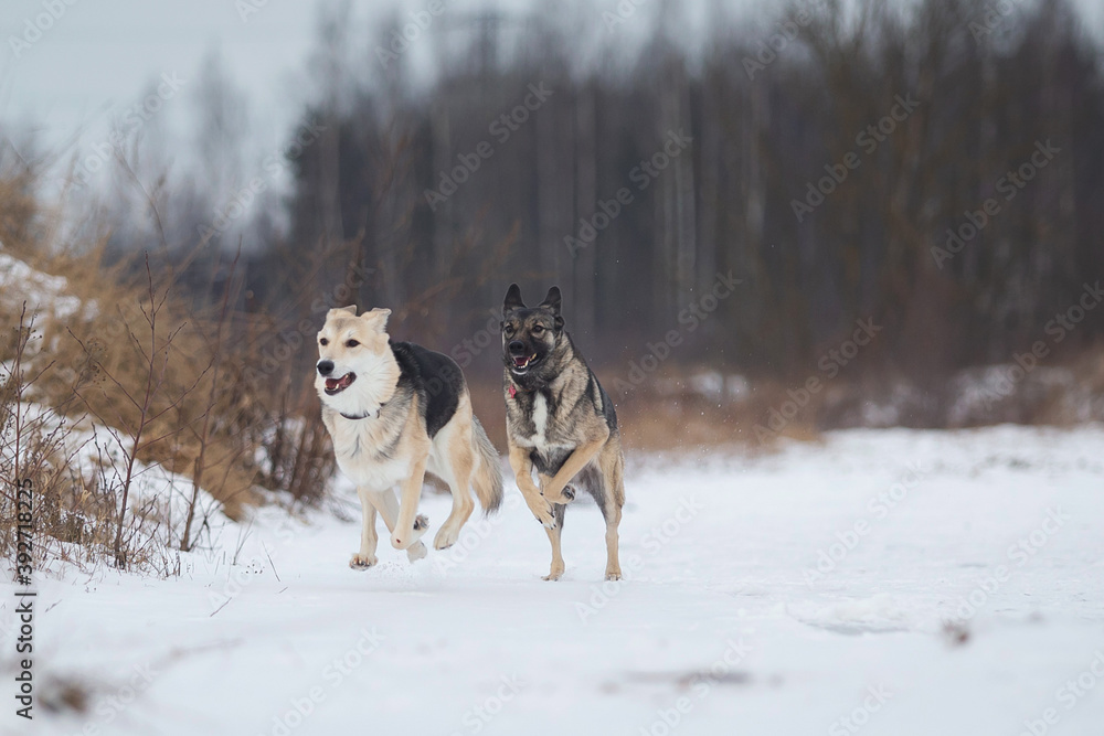Fototapeta premium Dogs running on a snowy field in winter forest