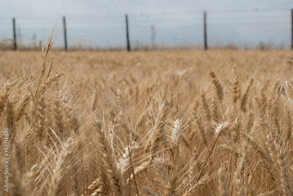 Fototapeta premium field of wheat whith a fence