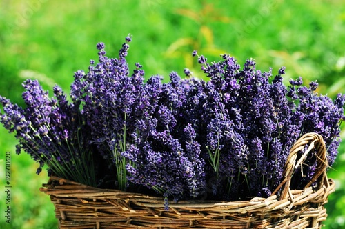 Lavender - Lavendel Hidcote Blue Lavandula angustifolia 