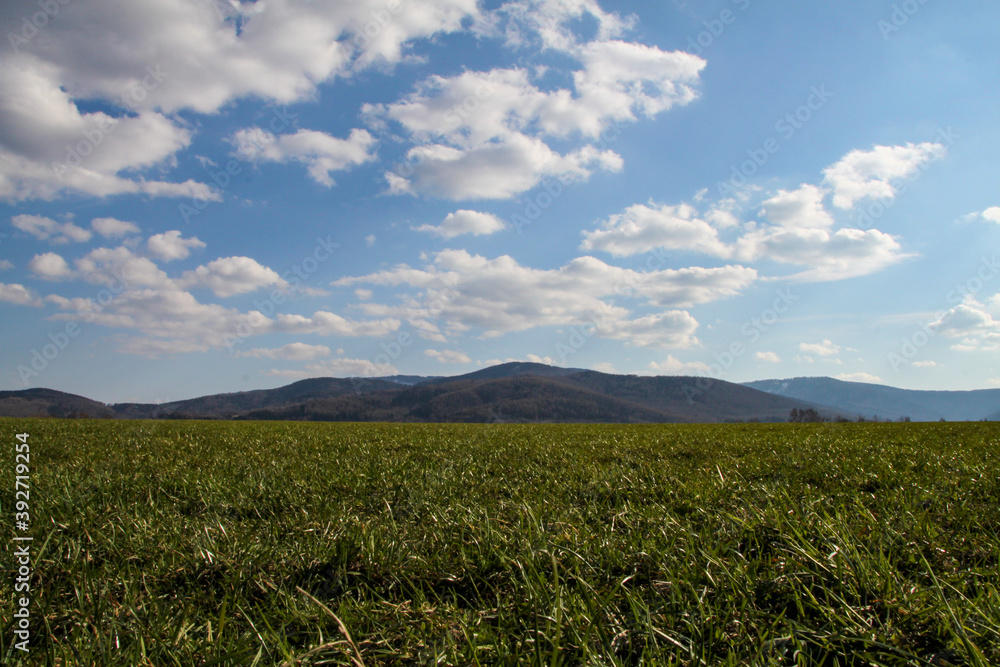 View from the meadow to the forested mountain View from the meadow to the forested mountain