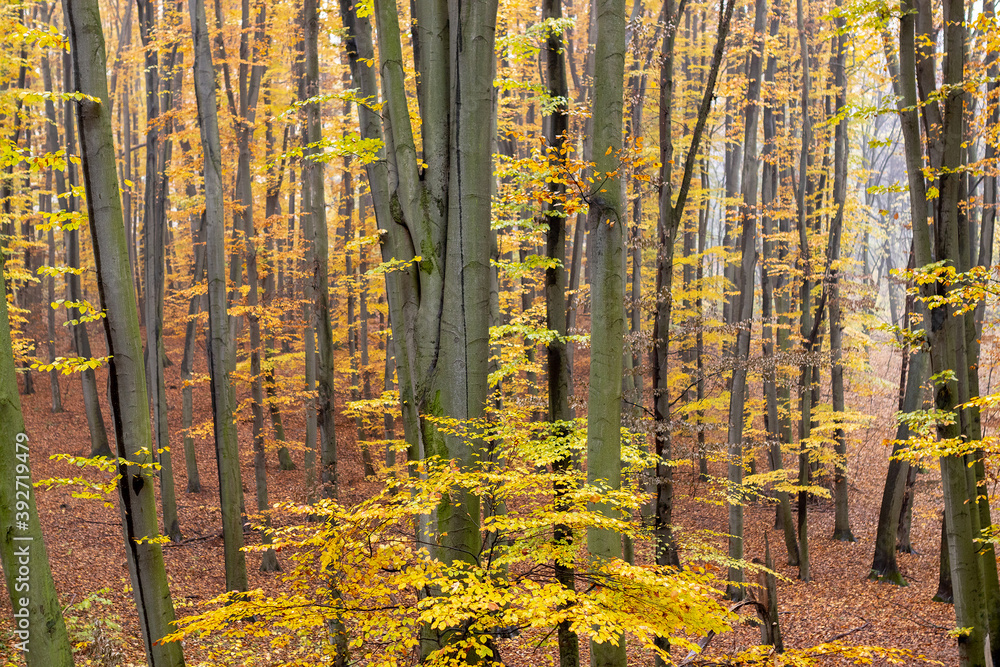 Fototapeta premium Romantic autumn fog in the rainy day in forest of the hornbeam tree.