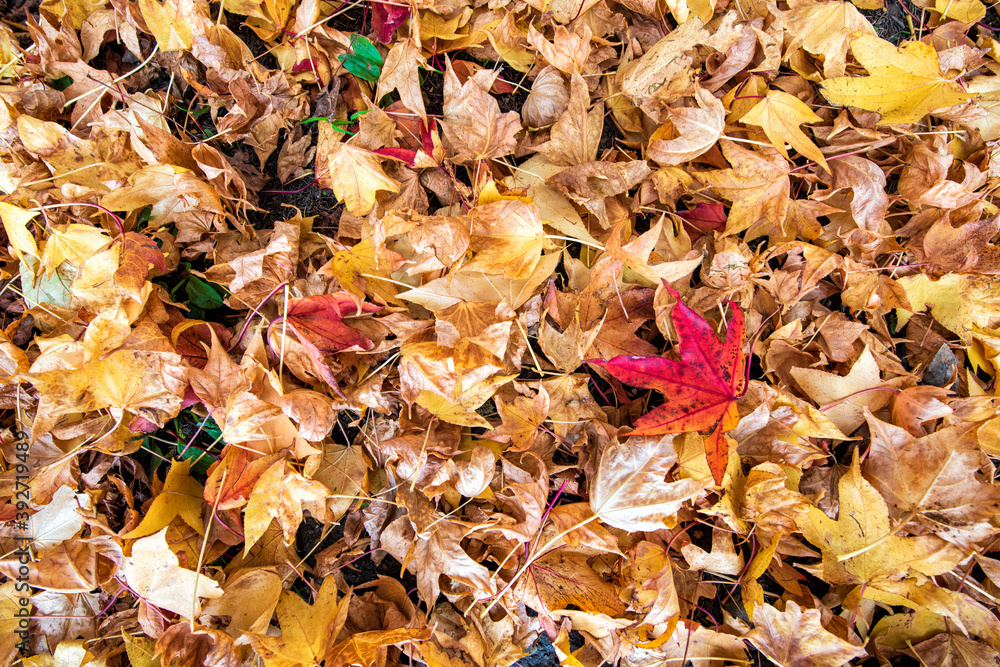 Autumn Autumn