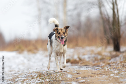 Fototapeta Naklejka Na Ścianę i Meble -  Mixed breed shepherd dog running in winter
