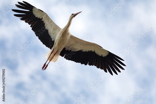 Cigüeña en vuelo © Carlos