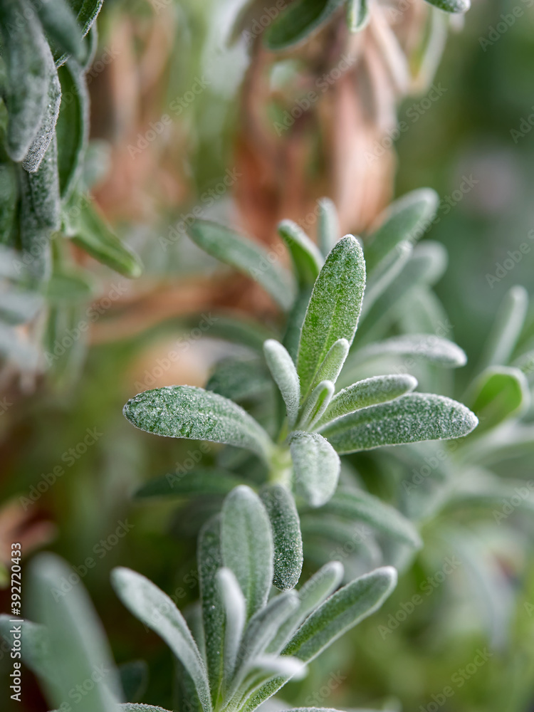 Lavender, Lavandula angustifolia, Lavandula officinalis -selective focusing. Lavender, Lavandula angustifolia, Lavandula officinalis -selective focusing.