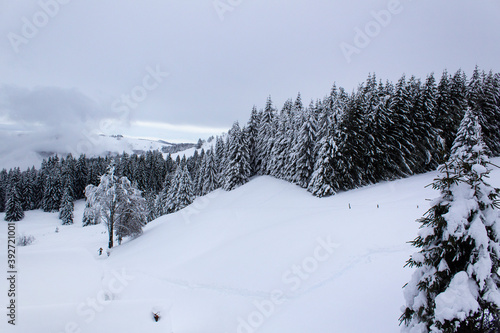 White snow panoramic winter forest of alps mountains ski winter resort view 