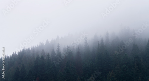 Landscape of gloomy foggy forest on a mountain slope in the mountains.