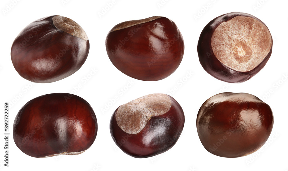 Obraz premium Set of brown horse chestnuts isolated on white