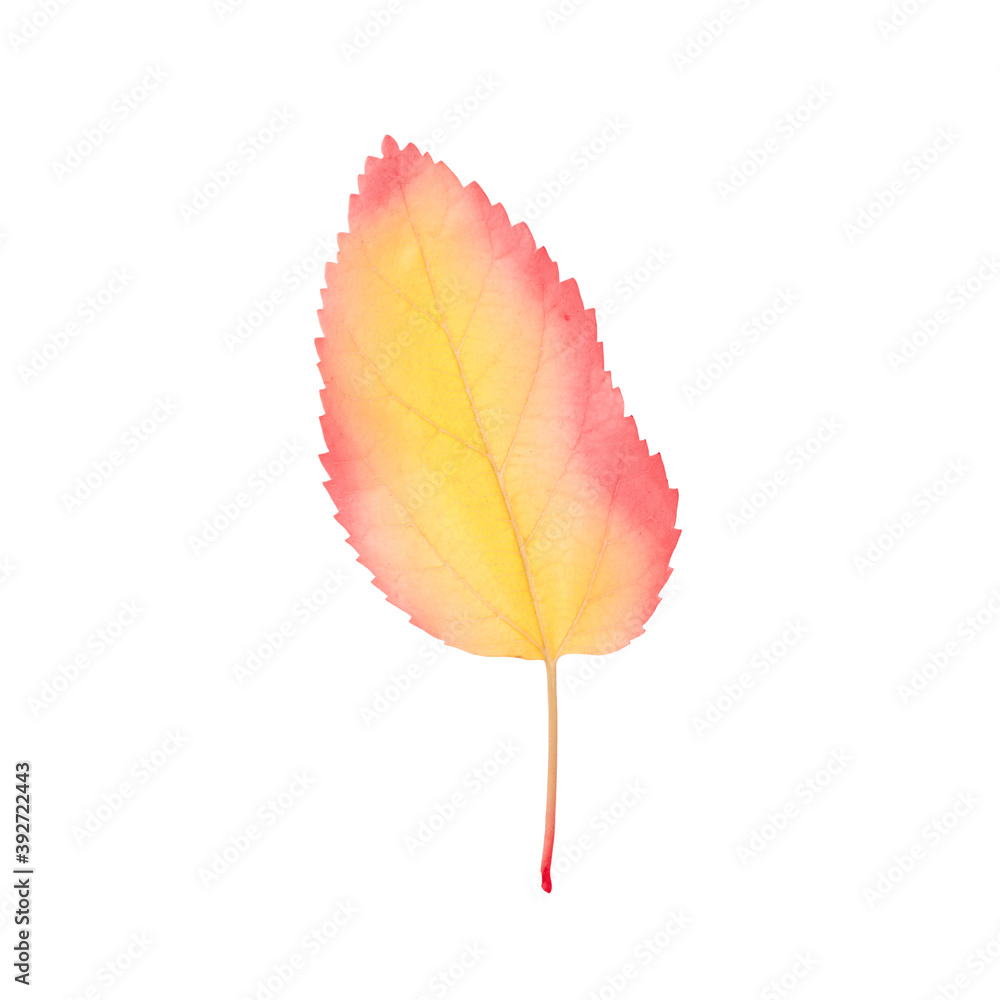 Beautiful leaf isolated on white. Autumn season Beautiful leaf isolated on white. Autumn season