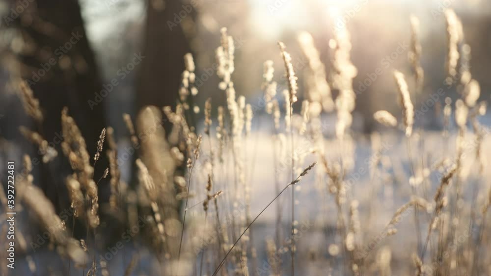Wild Flying snowflakes in the wind. Snow falls on trees and dried grass. Sunny day and snowfall. Falling snow. blurred background and selected focus Wild Flying snowflakes in the wind. Snow falls on trees and dried grass. Sunny day and snowfall. Falling snow. blurred background and selected focus