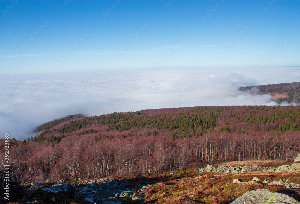 An old forest covered with autumn, with fog over it, seen from a mountain