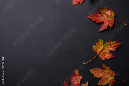 Colorful autumn leaves on black background, flat lay. Space for text