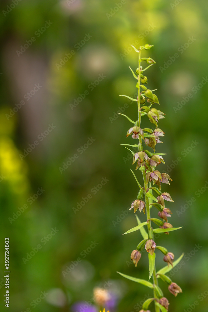 Sommer Orchidee auf einer fränkischen Wiese Sommer Orchidee auf einer fränkischen Wiese