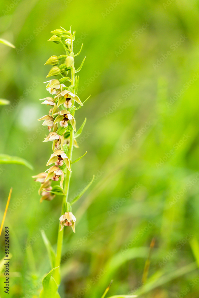 Sommer Orchidee auf einer fränkischen Wiese Sommer Orchidee auf einer fränkischen Wiese