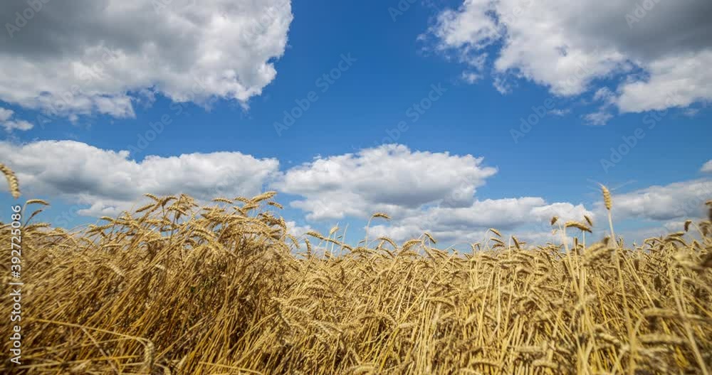 Blue sky with clouds and yellow field wheat, beautiful dynamic landscape on Sunny day. Scenic agricultural land, 4K Timelapse. Beauty nature, agriculture and seasonal harvest time. Blue sky with clouds and yellow field wheat, beautiful dynamic landscape on Sunny day. Scenic agricultural land, 4K Timelapse. Beauty nature, agriculture and seasonal harvest time.