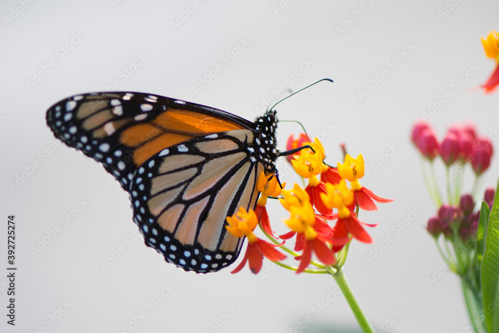 Fototapeta premium Butterfly 2019-252 / Monarch butterfly (Danaus plexippus)