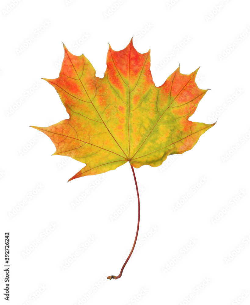 Fototapeta premium Dry leaf of maple tree isolated on white. Autumn season