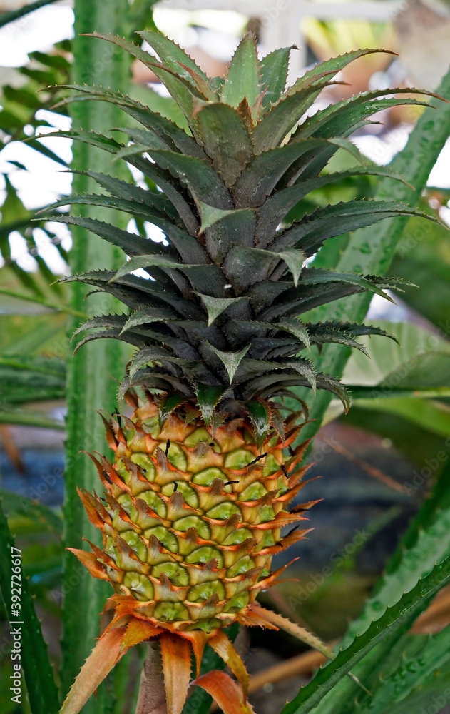 Ornamental Pineapple on tropical garden, Rio, Brazil Ornamental Pineapple on tropical garden, Rio, Brazil