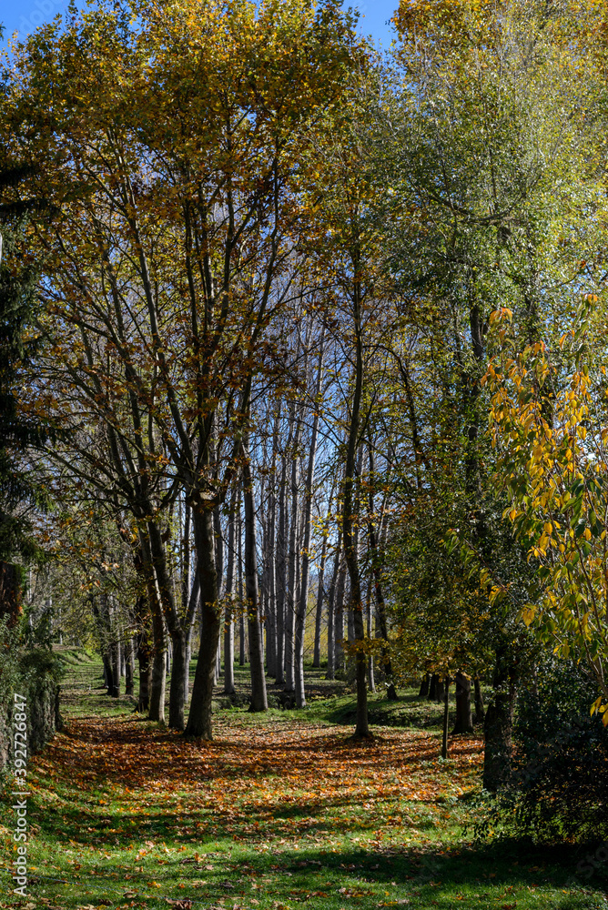 Paisaje de un bosque de arboles de hoja caduca en otoño