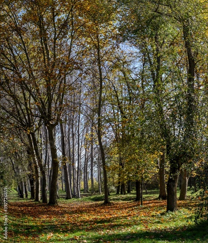 Paisaje de un bosque de arboles de hoja caduca en otoño