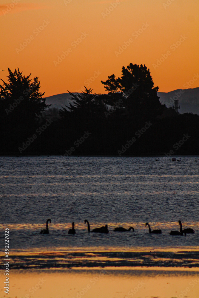 Naklejka premium swans at sunset