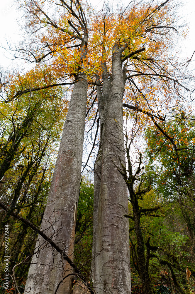 Fototapeta premium Bottom view of a Beech or Fagus tree
