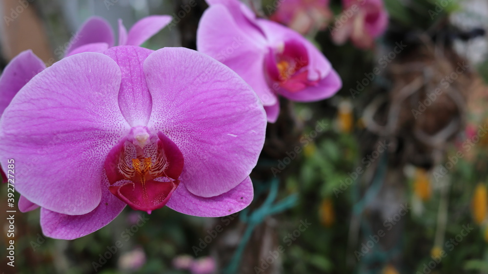 Orquídea 4 Orquídea 4