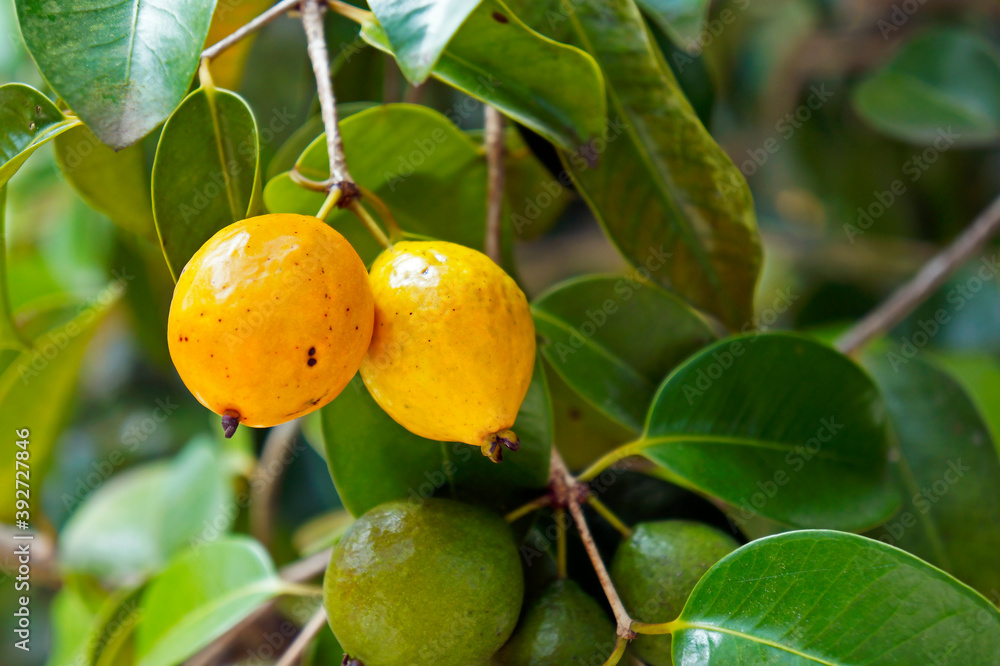Brazilian exotic fruits, Yellow abiu, on tree (Pouteria caimito)