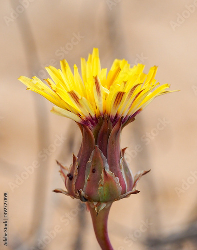 Wild Flower (Reichardia gaditana) photo