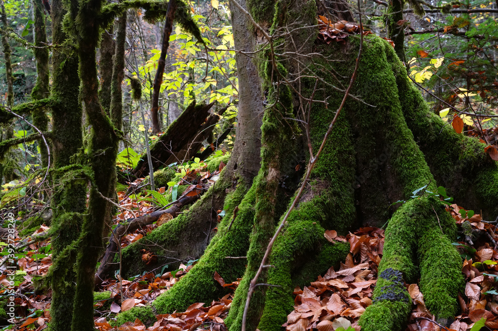 Close up of moss growing on tree branches. Close up of moss growing on tree branches.