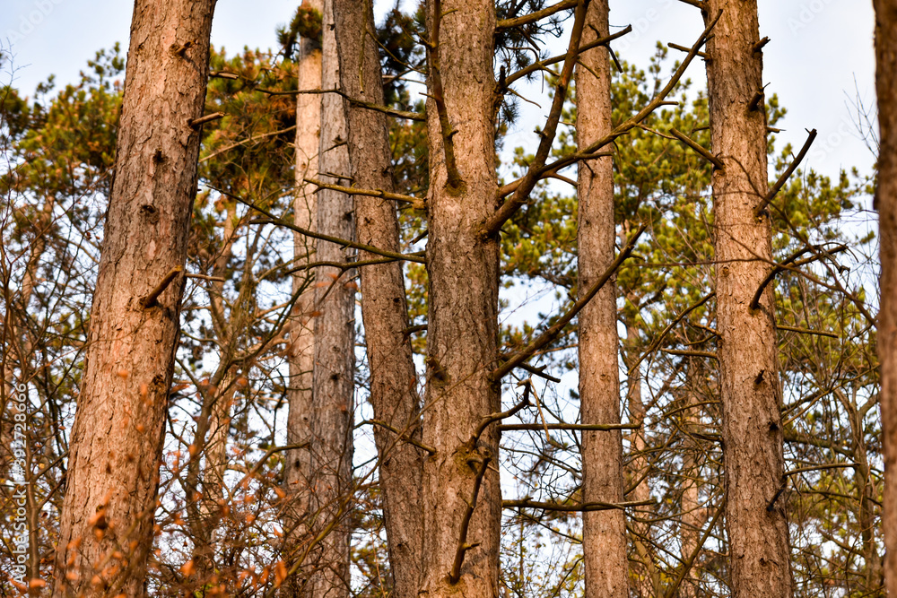 Fototapeta premium tree in the forest