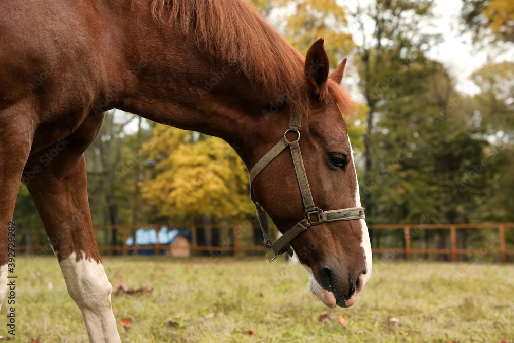 Horse with bridle in park on autumn day