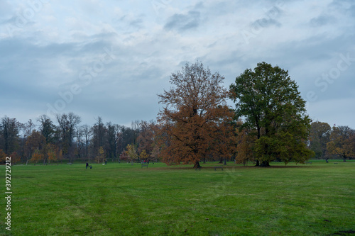  trees in the park in the city in autumn during the day and green grass
