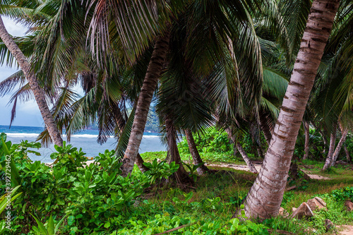 Palms heaven island at the sea