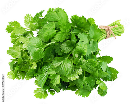 Coriander leaves isolated on white background, clipping path, full depth of field photo