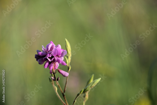 Prairie, purple flower